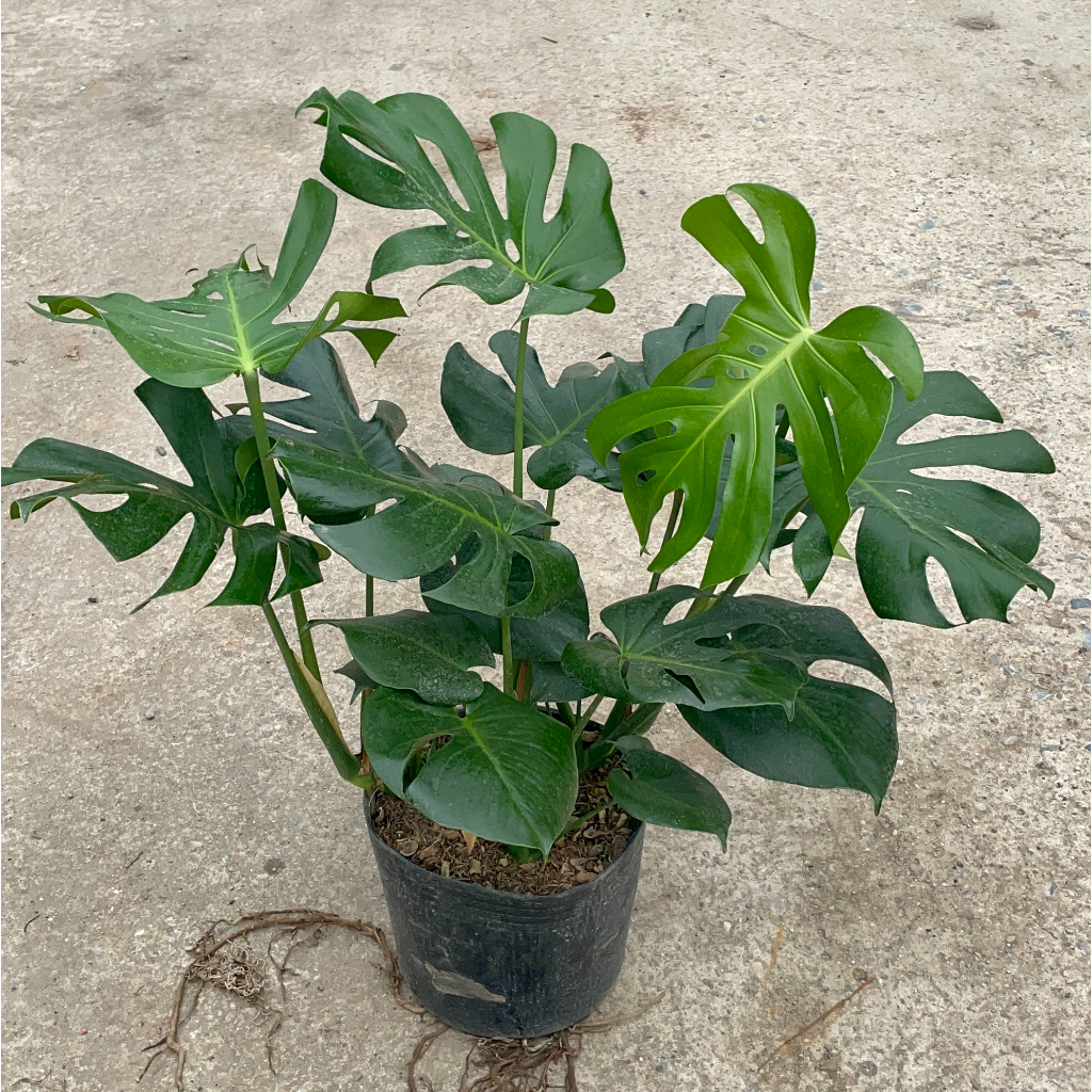 Cây trầu bà lá xẻ 3 thân (trầu bà monstera) , Chiều cao 65cm lá to đẹp bắt mắt (Hàng Chuẩn)