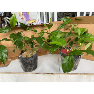 cây tiêu lốt/tiêu lốp