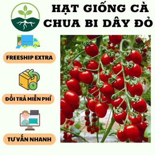 Hạt giống cà chua bi dây chùm quả đỏ - 30 hạt/gói ( Kèm 3 viên xơ dừa ươm hạt )