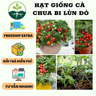 Hạt giống cà chua bi lùn đỏ {1 gói 30 hạt }