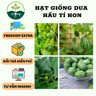 Hạt giống dưa hấu tí hon - 10 hạt/gói/Kèm 3 viên nén xơ dừa ươm hạt