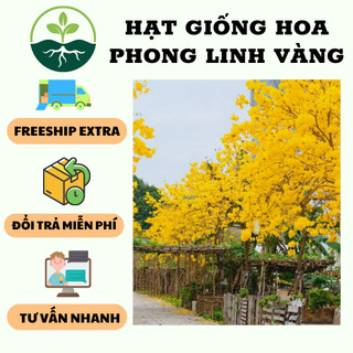 Hạt giống cây phong linh vàng