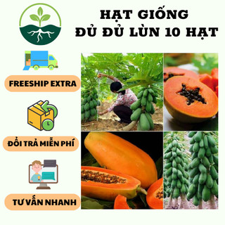 Hạt giống đu đủ lùn xanh siêu trái  { 10 hạt/gói }
