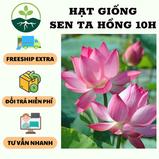 Hạt Giống Hoa Sen Ta (Sen Hồng Việt Nam) {gói 15 hạt }