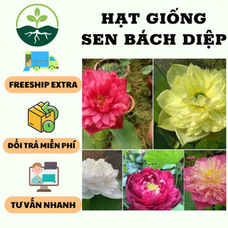 Hạt giống hoa sen bách diệp trăm cánh nhiều màu - 1 gói 5 hạt