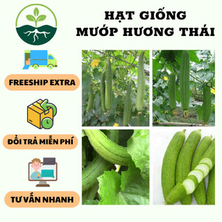 Hạt giống mướp hương Thái Lan F1 - 1gr/gói ( 20 hạt/gói)