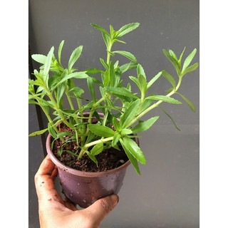 Chậu cây giống rau ngò om # chậu cây gia vị thơm ngon