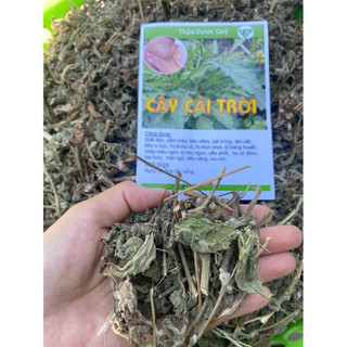 1kg cây cải trời ( hàng luôn mới)