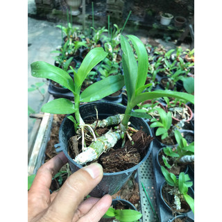 hoa lan trầm tím rừng cây đã thuần chậu