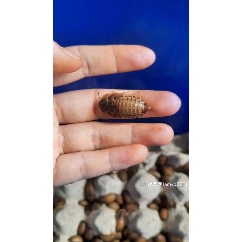 100gr gián dubia size trung 1-1.5cm