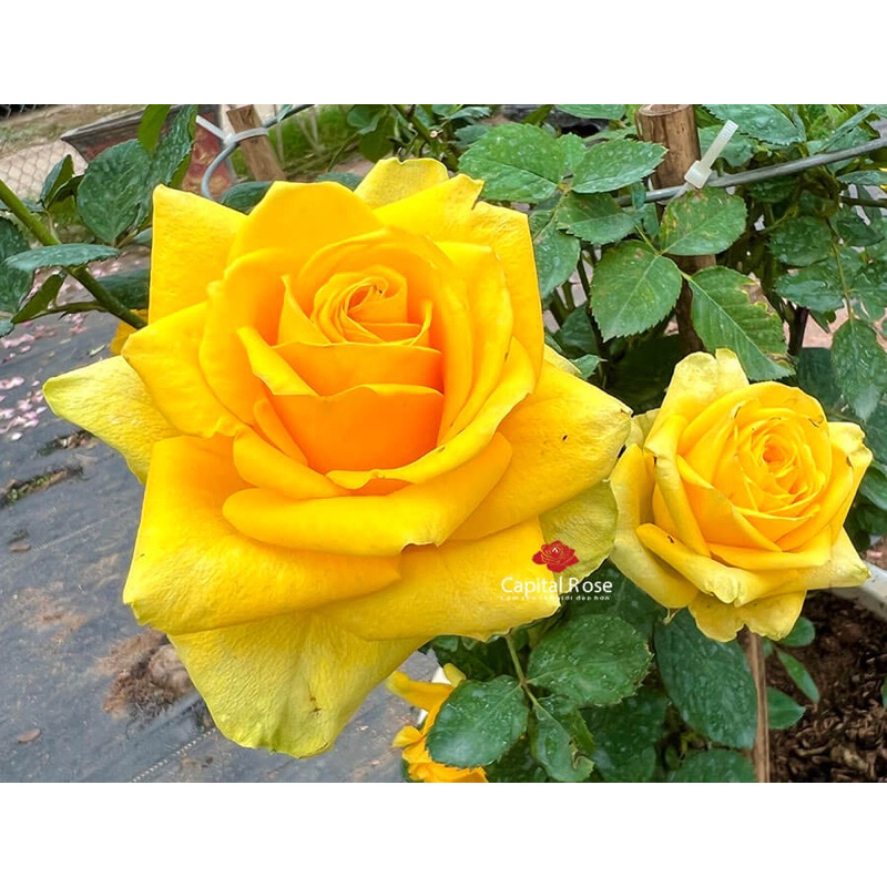 Hoa hồng Amber Rose - hồng bụi, màu vàng, hoa khá to