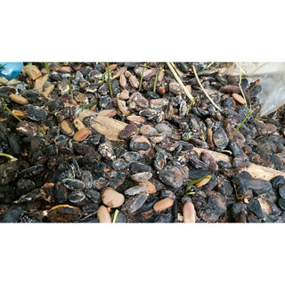200gram hạt keo gai giống