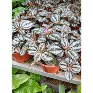 Cây pilea involucrata (Hổ nhỉ đồng)