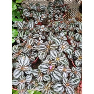 Cây pilea involucrata (Hổ nhỉ đồng)