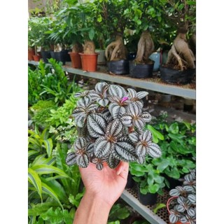 Cây pilea involucrata (Hổ nhỉ đồng)