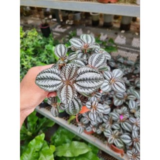 Cây pilea involucrata (Hổ nhỉ đồng)