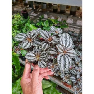 Cây pilea involucrata