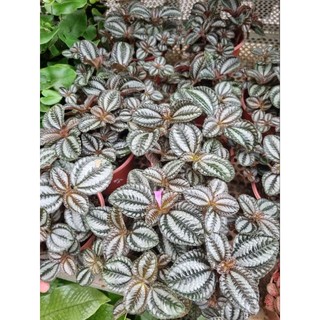 Cây pilea involucrata (Hổ nhỉ đồng)