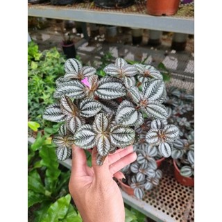 Cây pilea involucrata (Hổ nhỉ đồng)