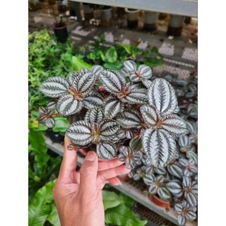 Cây pilea involucrata (Hổ nhỉ đồng)