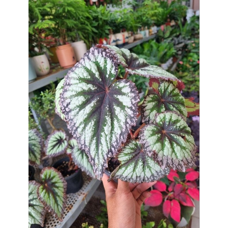 Cây hải đường tím - Begonia