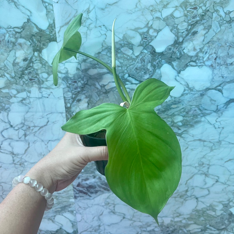 Cây trầu tai thỏ Philodendron Camposportoanum