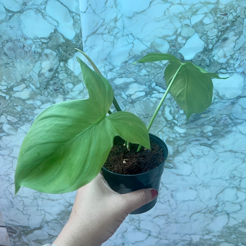 Cây trầu tai thỏ Philodendron Camposportoanum