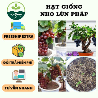 Hạt giống cây nho lùn Pháp ( nho bonsai ) { gói 10 hạt - Tặng 1 gói kích mầm hạt }