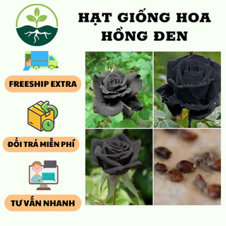 Hạt giống hoa hồng đen - 1 gói 20 hạt/kèm 3 viên nén xơ dừa ươm hạt