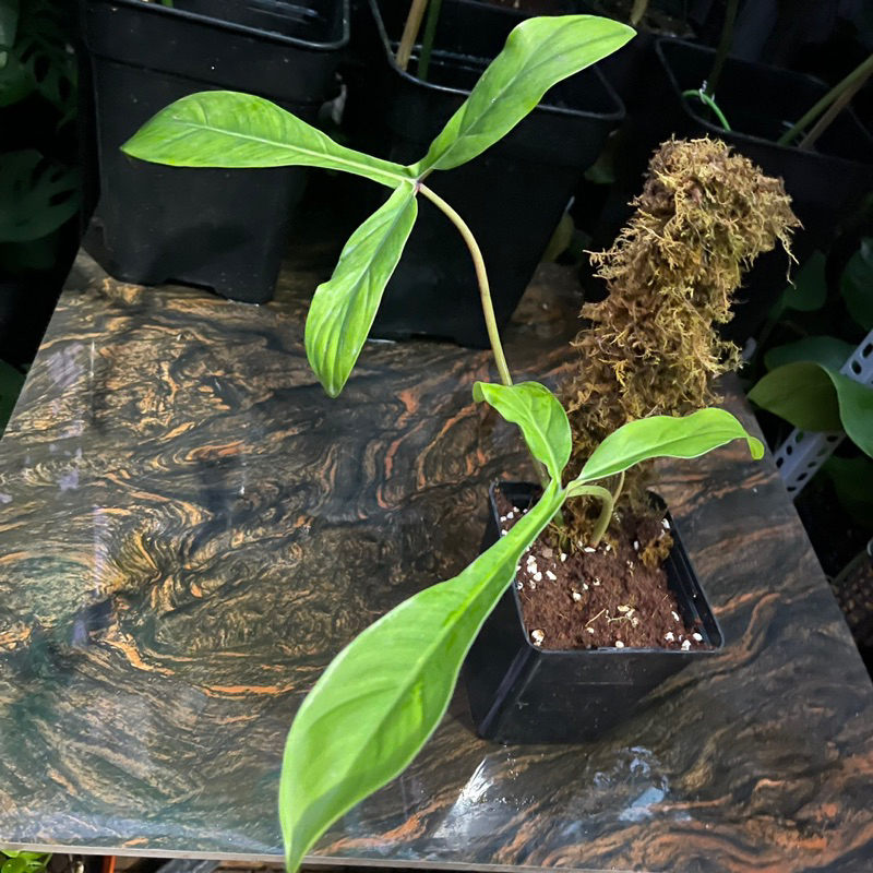 Cây philodendron 69686