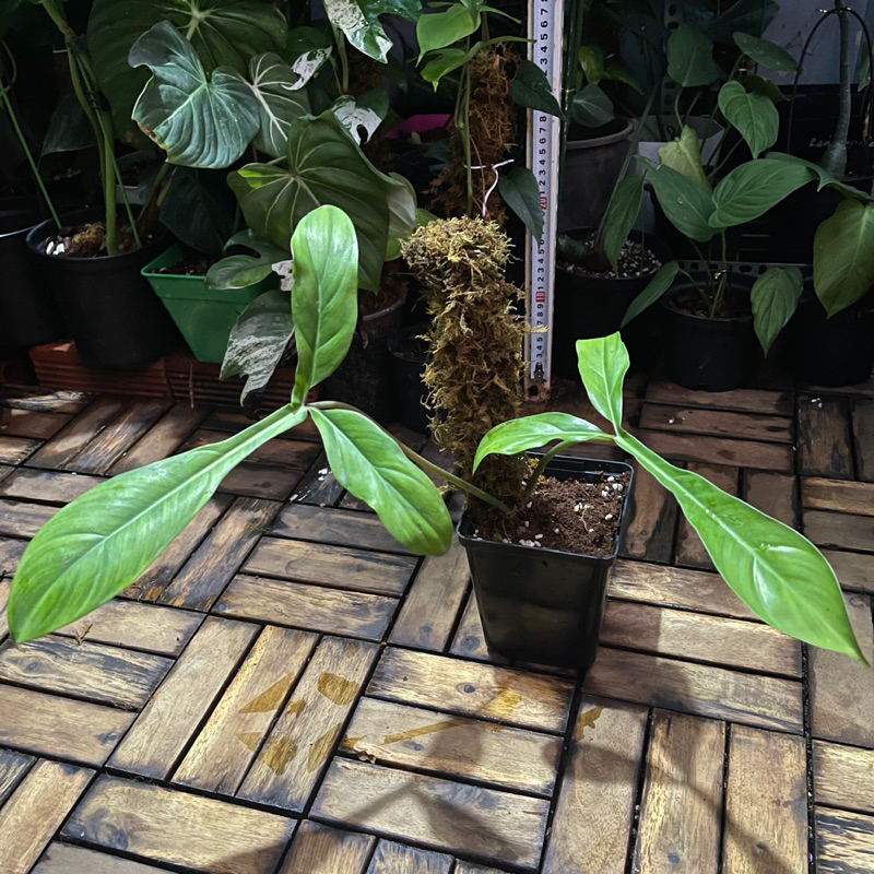 Cây philodendron 69686