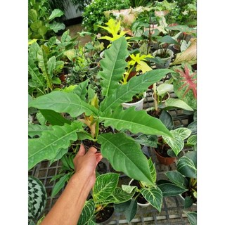 Cây philodendron ring of fire