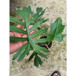 Philodendron mayoi