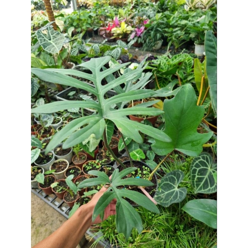 Philodendron mayoi