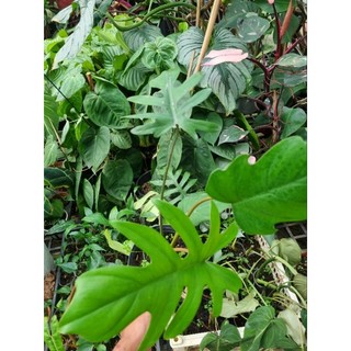 Philodendron mayoi