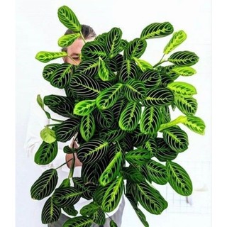 Cây đuôi công calathea maranta lemon lime