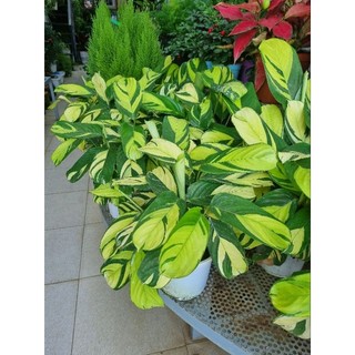 Cây đuôi công vàng - calathea golden mosaic