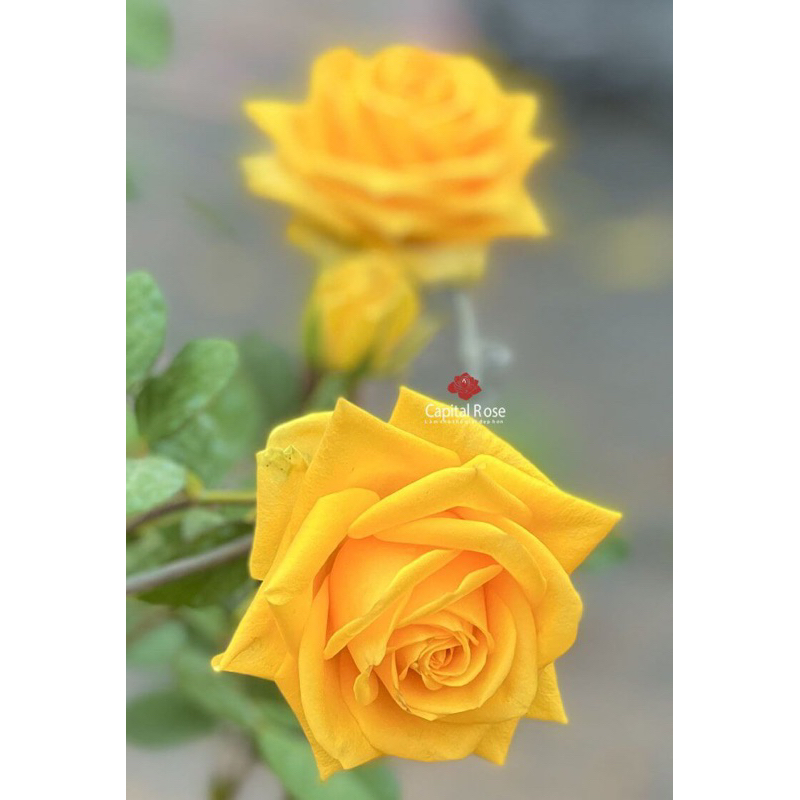 Hoa hồng Amber Rose - hồng bụi, màu vàng, hoa khá to