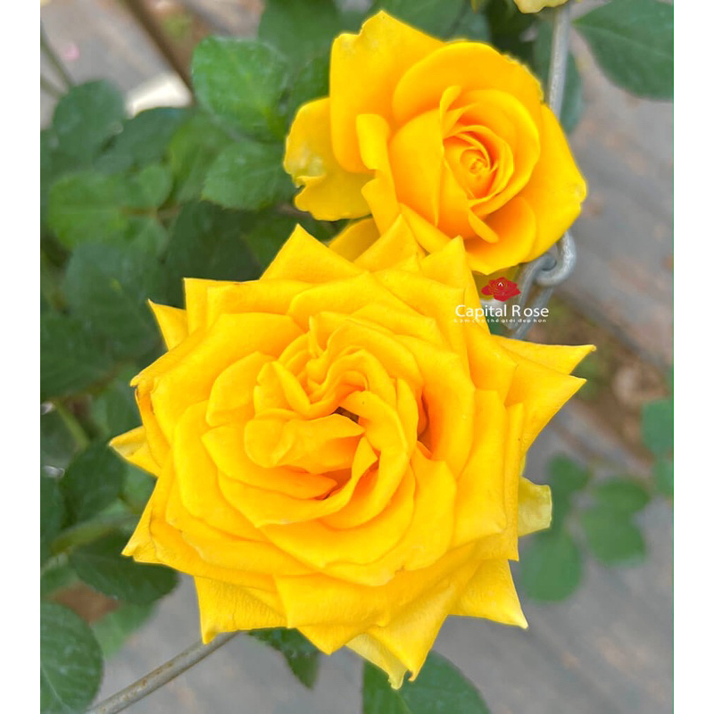 Hoa hồng Amber Rose - hồng bụi, màu vàng, hoa khá to