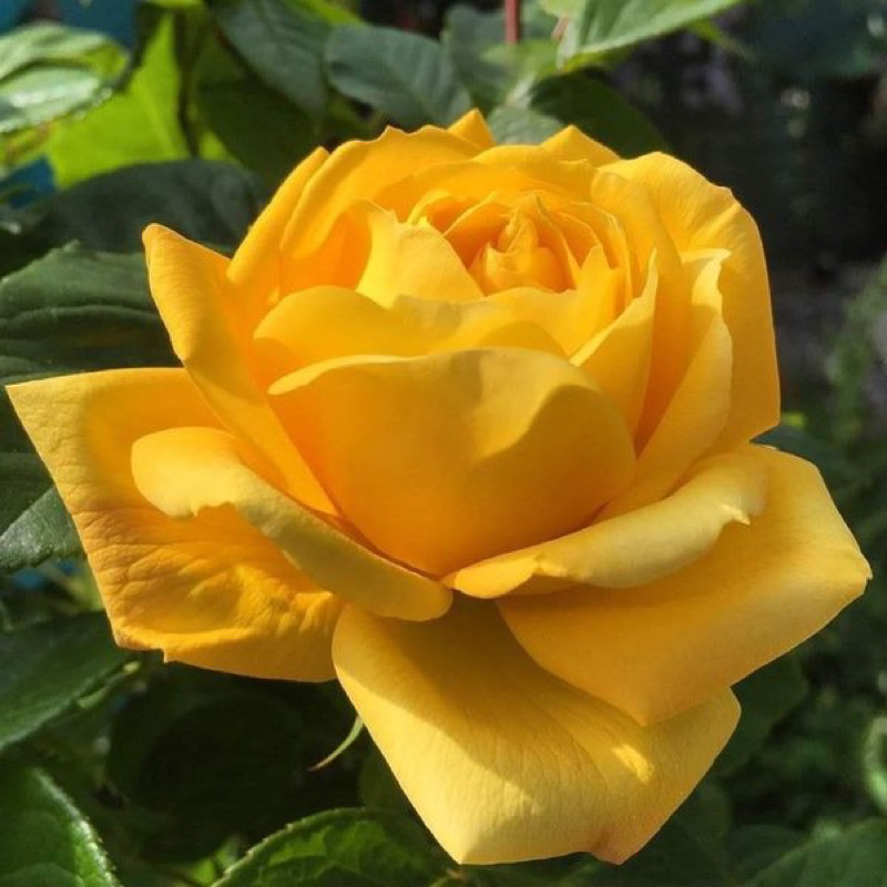 Hoa hồng Amber Rose - hồng bụi, màu vàng, hoa khá to