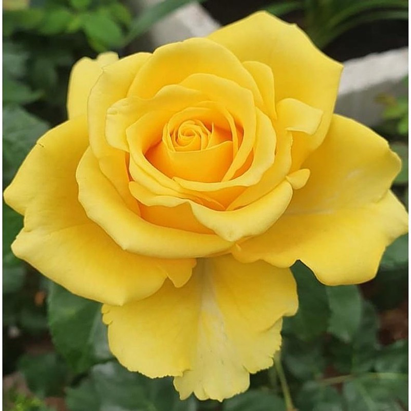 Hoa hồng Amber Rose - hồng bụi, màu vàng, hoa khá to