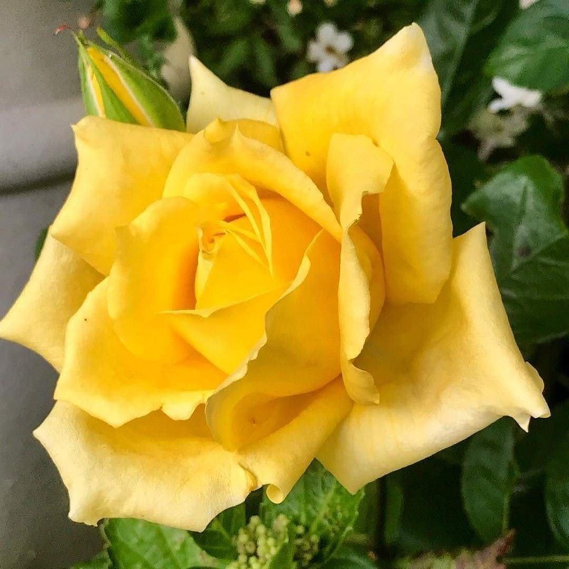 Hoa hồng Amber Rose - hồng bụi, màu vàng, hoa khá to