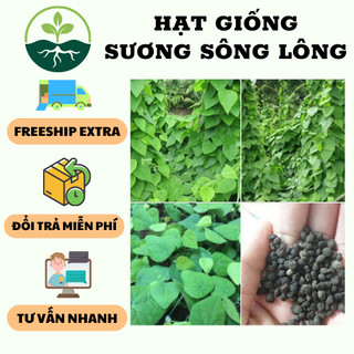 Hạt giống sương sâm lông - 1 gói 30 hạt/kèm 3 viên nén xơ dừa ươm hạt