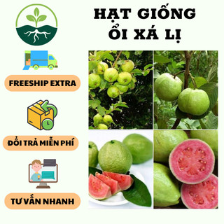 Hạt giống ổi xá lị đài loan ruột đỏ { 15 hạt }
