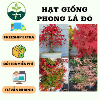Hạt giống cây phong lá đỏ { gói 10 hạt }