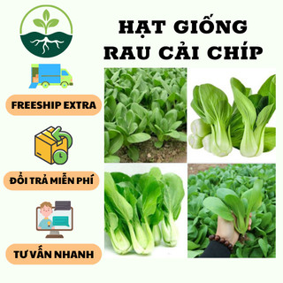 Hạt giống rau cải chip cao sản { gói 20gram }