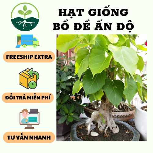 Hạt Giống Cây Bồ Đề Ấn Độ - 1 Gói 1Gram (...