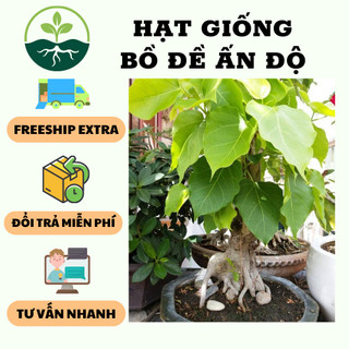 Hạt giống cây bồ đề ấn độ - 1 gói 1gram