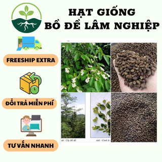 Hạt giống cây bồ đề lâm nghiệp { 30 hat/gói }