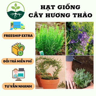 Hạt Giống Cây Hương Thảo Rosemary { 20 hạt/gói }